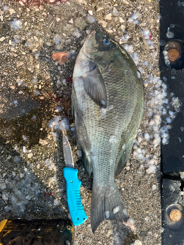 クチブトグレの釣果