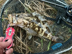 タケノコメバルの釣果