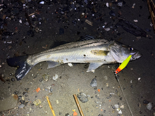 フッコ（マルスズキ）の釣果