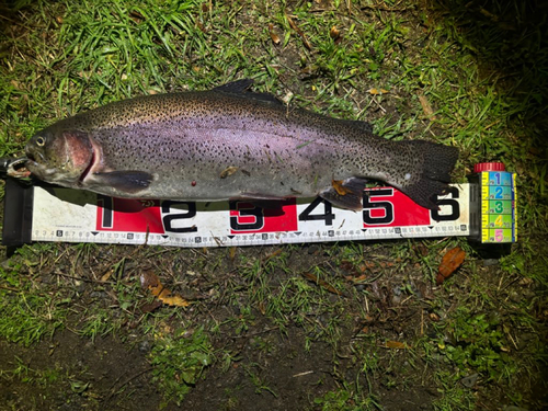 ニジマスの釣果