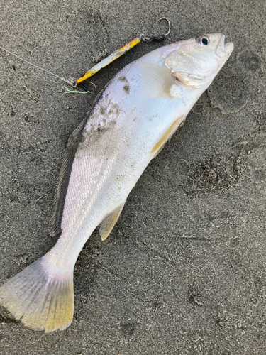 ニベの釣果