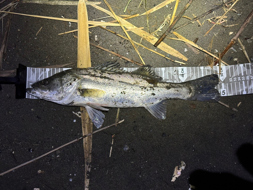 フッコ（マルスズキ）の釣果