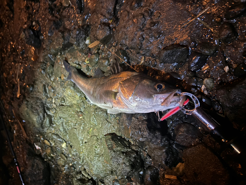 フッコ（マルスズキ）の釣果