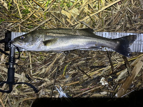 フッコ（マルスズキ）の釣果