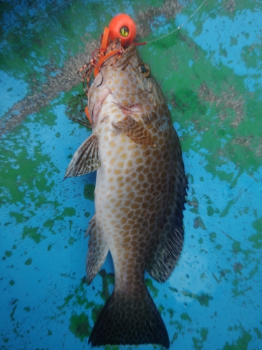 オオモンハタの釣果