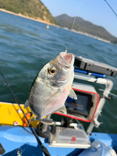 シマアジの釣果