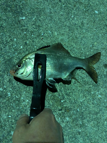 ウミタナゴの釣果