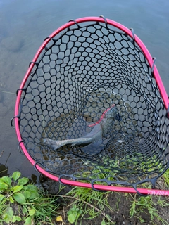 ニジマスの釣果