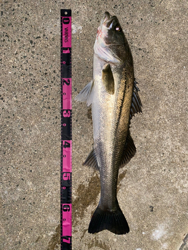 シーバスの釣果