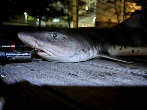 ドチザメの釣果