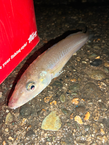 シロギスの釣果