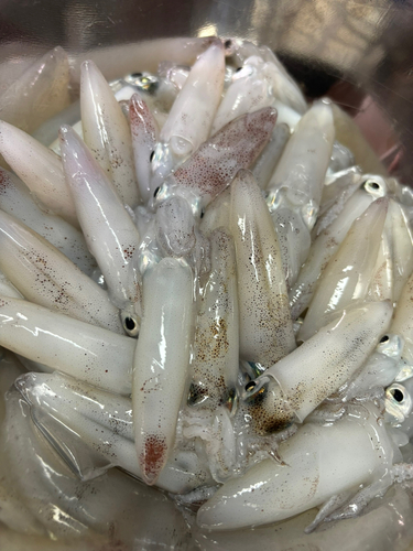 ヒイカの釣果