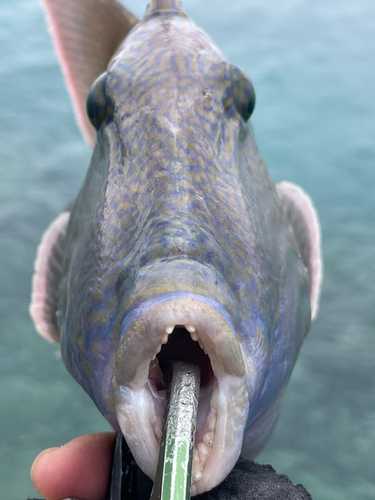 モンガラカワハギの釣果