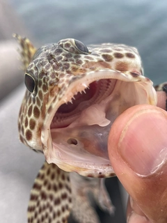 カンモンハタの釣果