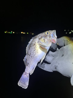 クロソイの釣果