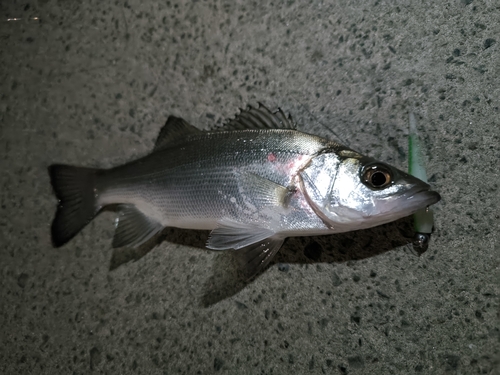 セイゴ（ヒラスズキ）の釣果