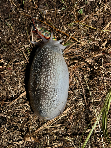 シリヤケイカの釣果