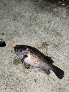 クロソイの釣果