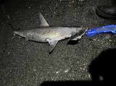 シュモクザメの釣果