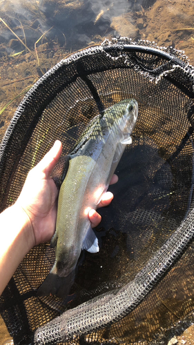 ニジマスの釣果