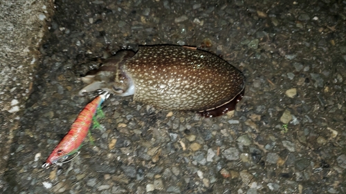 シリヤケイカの釣果