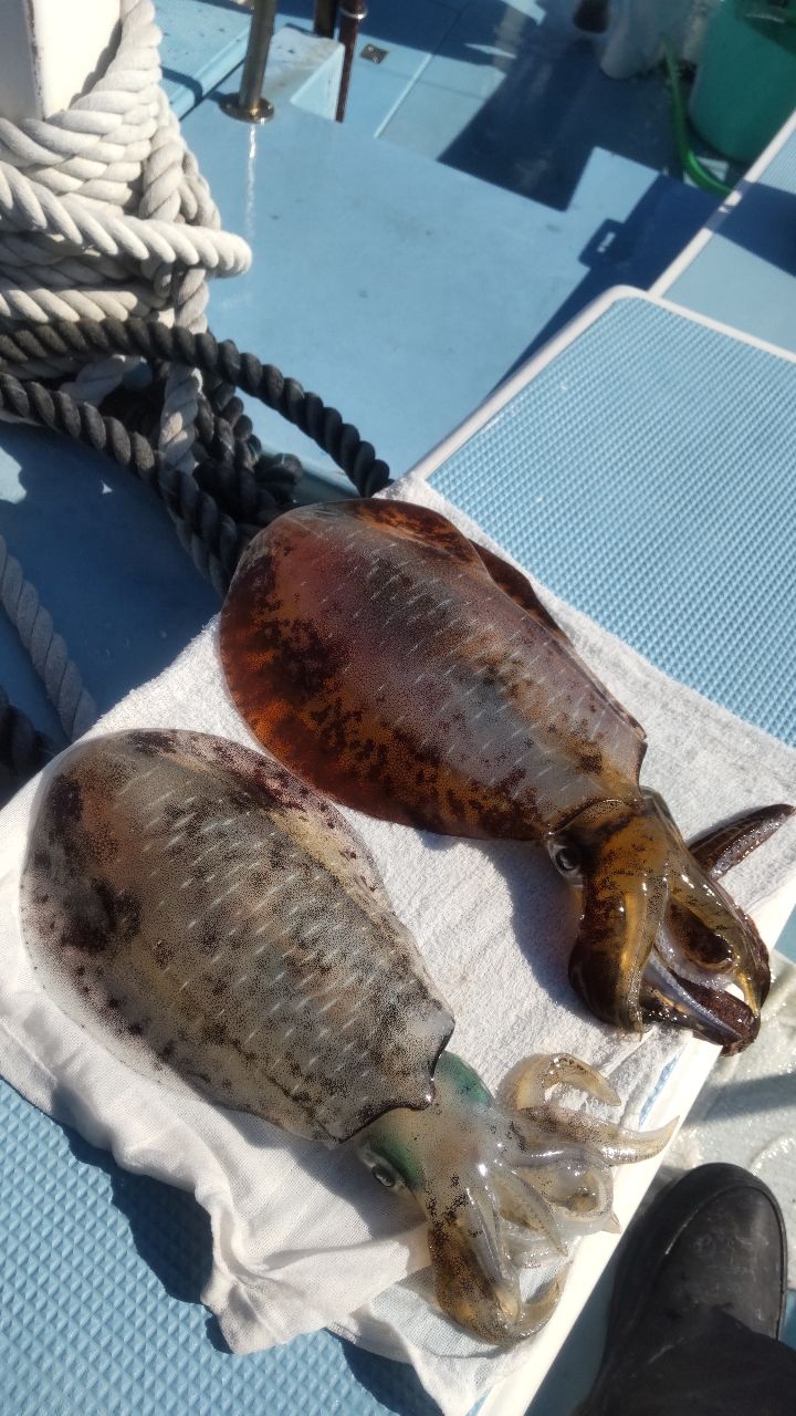 イカ時々魚さんの釣果 2枚目の画像