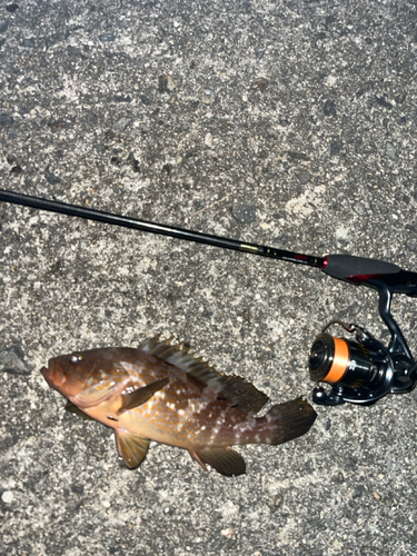 アコウの釣果