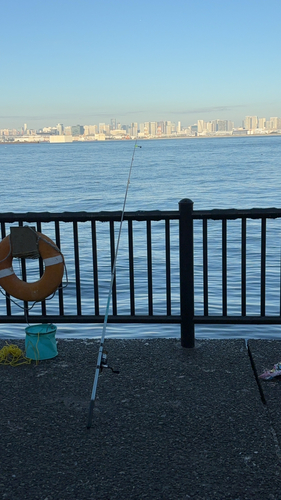 イワシの釣果