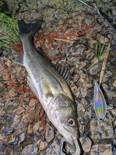 セイゴ（マルスズキ）の釣果