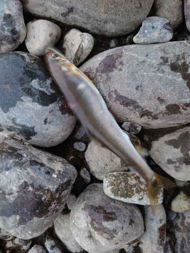 アユの釣果