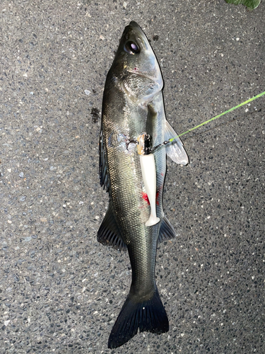 豊洲ぐるり公園