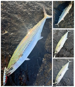 サゴシの釣果