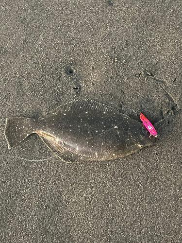 コノシロの釣果