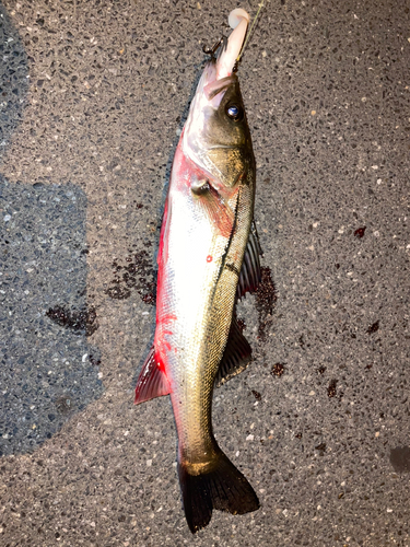 シーバスの釣果