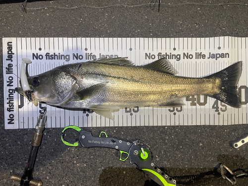 シーバスの釣果