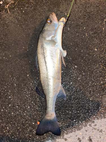 豊洲ぐるり公園