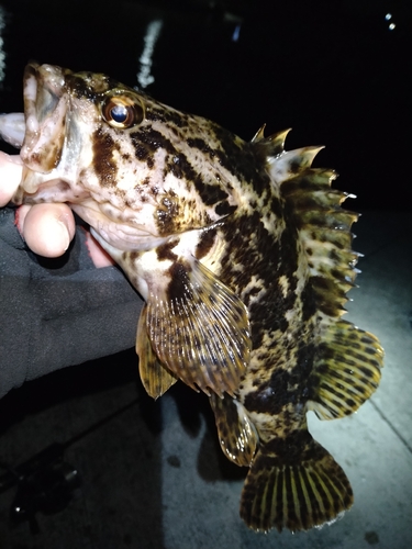 タケノコメバルの釣果