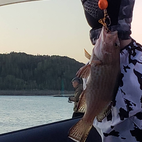 オオモンハタの釣果