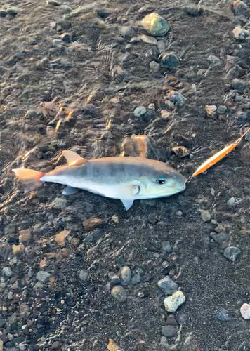 シロサバフグの釣果