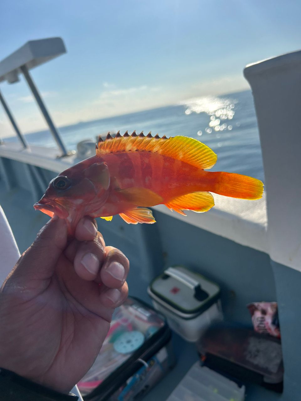 きンちゃンさんの釣果 3枚目の画像