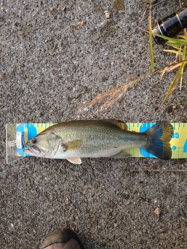 ブラックバスの釣果