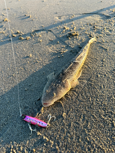 マゴチの釣果