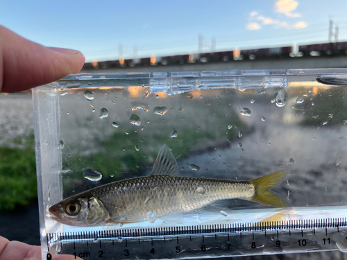 オイカワの釣果