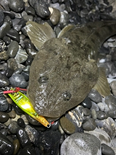 マゴチの釣果