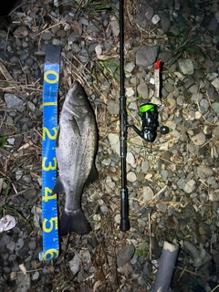 ヒラスズキの釣果