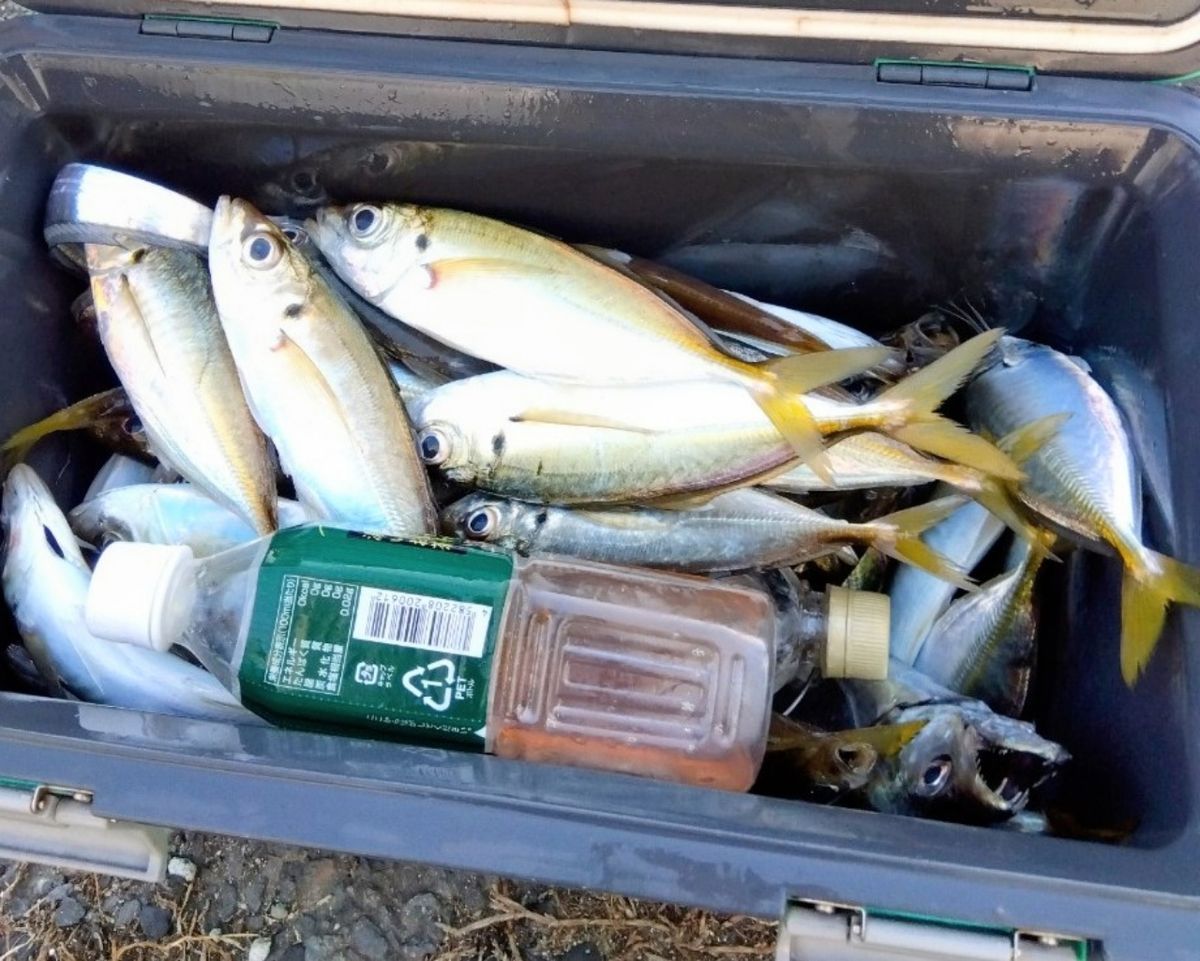 釣り船西野屋さんの釣果 3枚目の画像