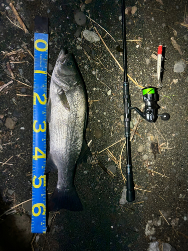 ヒラスズキの釣果