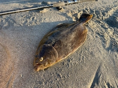 ヒラメの釣果