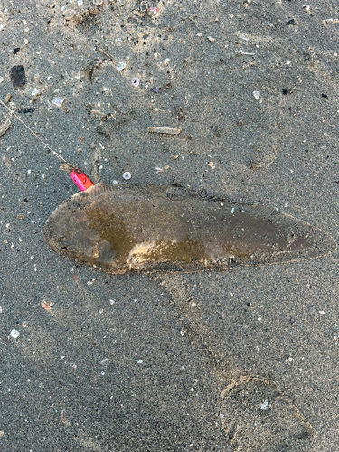 シタビラメの釣果