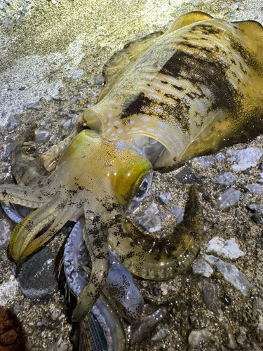 アオリイカの釣果